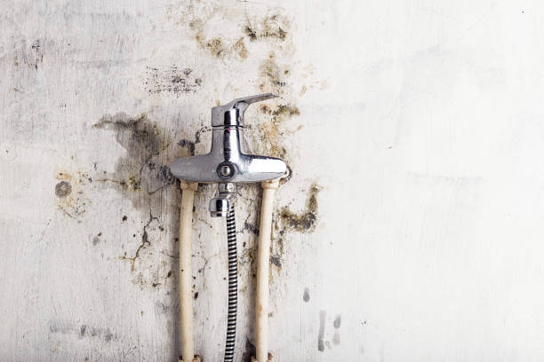 Best Mold Removal Near Me  in Mantachie, MS