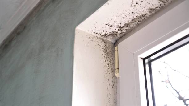 Best Black Mold Removal  in Mantachie, MS