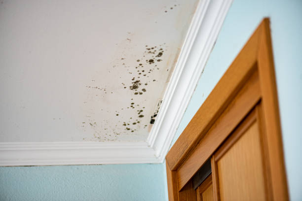 Best Home Mold Removal  in Mantachie, MS