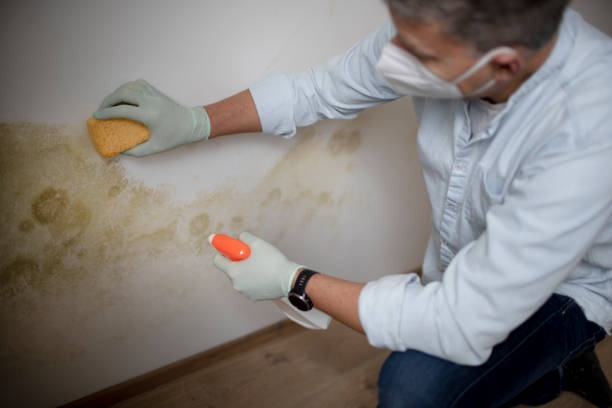 Office Mold Removal Services in Mantachie, MS
