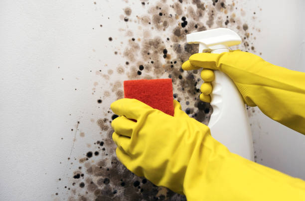 Best Mold Remediation  in Mantachie, MS