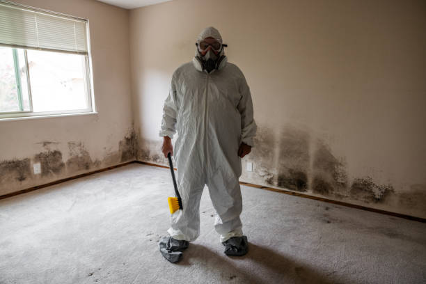 Best Local Mold Removal Service  in Mantachie, MS